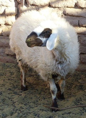 Iranian sheep