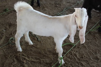 kuwaiti goat