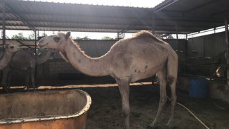 Arabic Camel