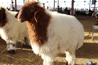 kuwaiti sheep
