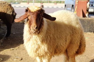 Iranian sheep
