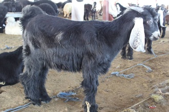 kuwaiti goat